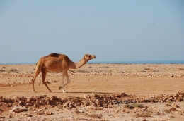 Sahara-Rallye f�r den guten Zweck